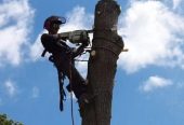 Спил и удаление сложных деревьев