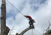 Спил и удаление сложных деревьев