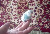 Птенцы волнистого попугая