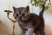 Продаются шотландские котята, первые две девочки, тёмные мальчики