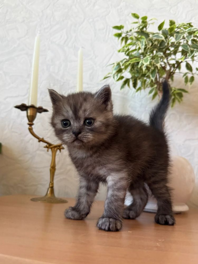 Продаются шотландские котята, первые две девочки, тёмные мальчики