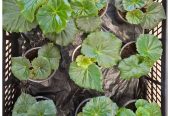 Продам садовые и комнатные цветы — петуния, бегония, хризантема