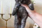 Продаются шотландские котята, первые две девочки, тёмные мальчики