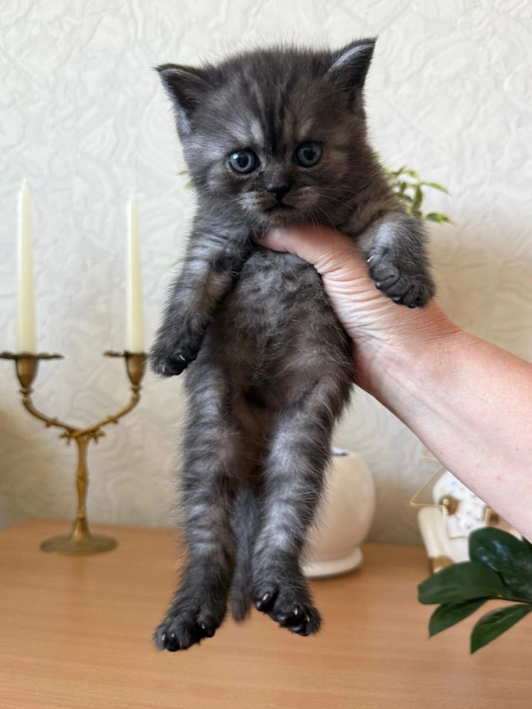 Продаются шотландские котята, первые две девочки, тёмные мальчики