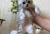 Продаются шотландские котята, первые две девочки, тёмные мальчики