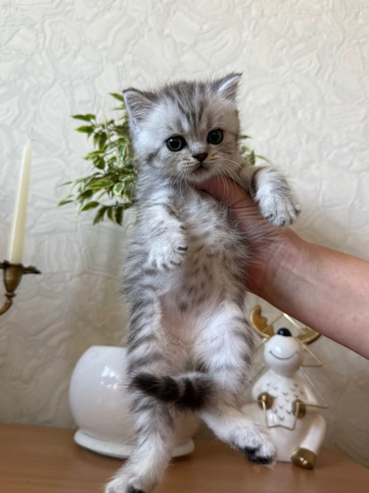 Продаются шотландские котята, первые две девочки, тёмные мальчики