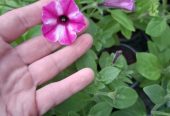 Продам садовые и комнатные цветы — петуния, бегония, хризантема