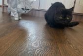 Продаются шотландские котята, первые две девочки, тёмные мальчики