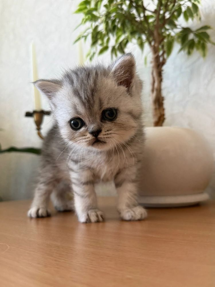 Продаются шотландские котята, первые две девочки, тёмные мальчики