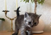 Продаются шотландские котята, первые две девочки, тёмные мальчики