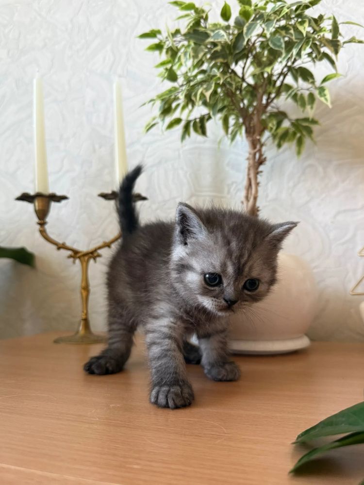 Продаются шотландские котята, первые две девочки, тёмные мальчики