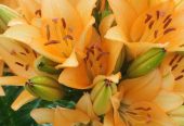 Продам луковицы лилий