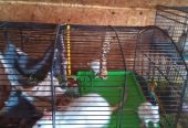 Продам очаровательных крысок