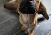 Срочно пристраиваются щенки – мальчик и девочка 2.5 месяца