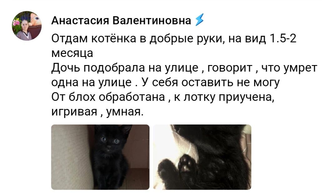 Отдам котёнка в добрые руки, на вид 1.5-2 месяца