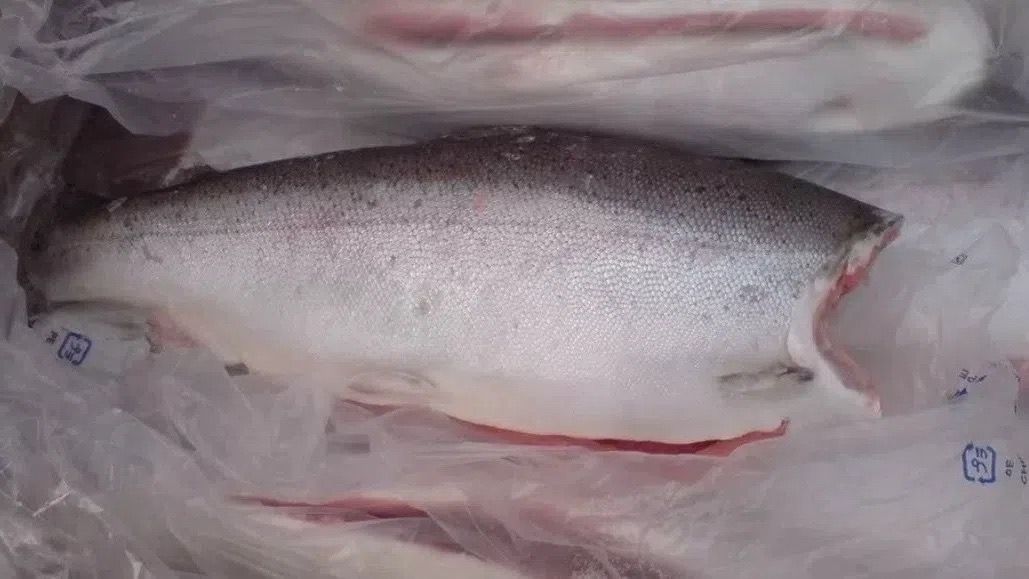 Предлагаем вам широкий ассортимент рыбы и морепродуктов