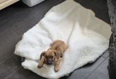 Срочно пристраиваются щенки – мальчик и девочка 2.5 месяца
