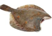 Предлагаем вам широкий ассортимент рыбы и морепродуктов
