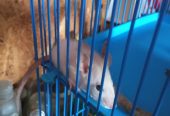 Продам очаровательных крысок