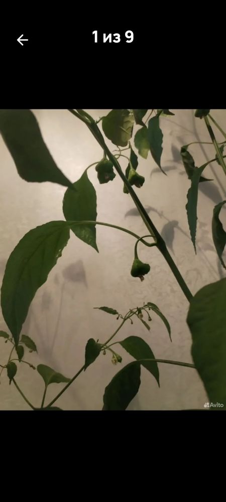 Продам самый жгучий перец, двух видов, Корона Епископа и Халапеньо