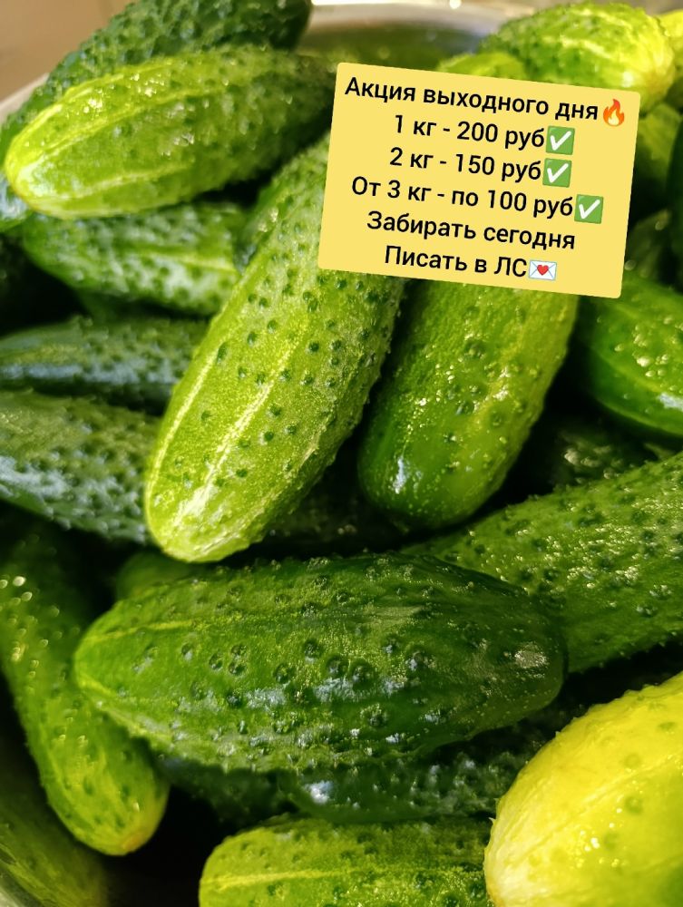 Огурцы