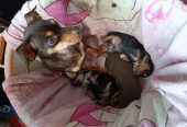 Русский той терьер. Два мальчика и одна девочка.