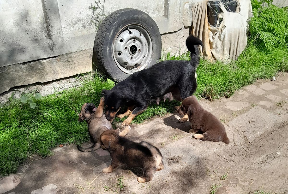 Отдам собачек в добрые руки