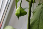 Продам самый жгучий перец, двух видов, Корона Епископа и Халапеньо