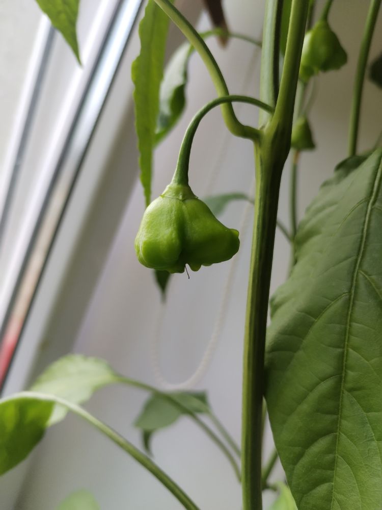 Продам самый жгучий перец, двух видов, Корона Епископа и Халапеньо