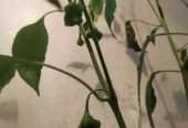 Продам самый жгучий перец, двух видов, Корона Епископа и Халапеньо