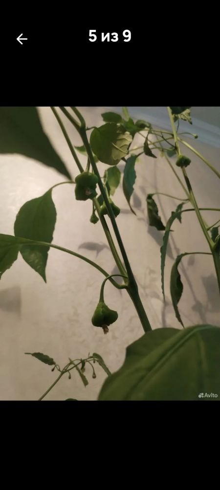 Продам самый жгучий перец, двух видов, Корона Епископа и Халапеньо