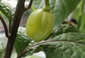 Продам самый жгучий перец, двух видов, Корона Епископа и Халапеньо