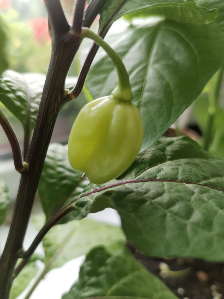 Продам самый жгучий перец, двух видов, Корона Епископа и Халапеньо