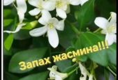 Продам комнатные растения, хорошо укорененные