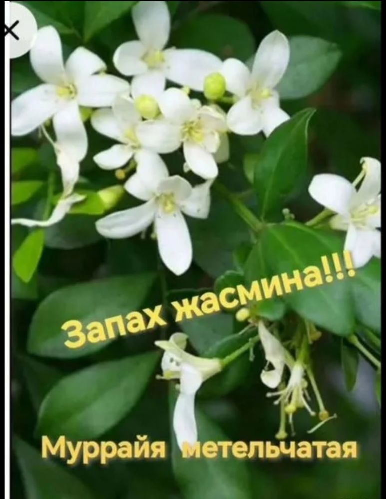Продам комнатные растения, хорошо укорененные