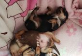 Русский той терьер. Два мальчика и одна девочка.