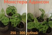 Продам комнатные растения, хорошо укорененные