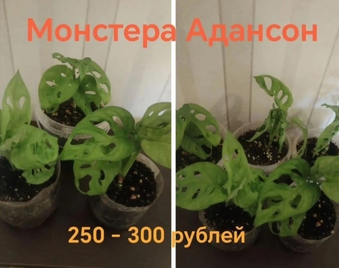 Продам комнатные растения, хорошо укорененные