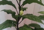 Продам самый жгучий перец, двух видов, Корона Епископа и Халапеньо