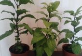 Продам самый жгучий перец, двух видов, Корона Епископа и Халапеньо