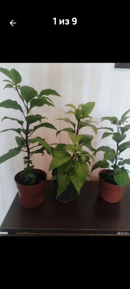 Продам самый жгучий перец, двух видов, Корона Епископа и Халапеньо