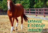 Конный комплекс “Беккер”, экскурсии, занятия с инструктором, катание, фотосессии