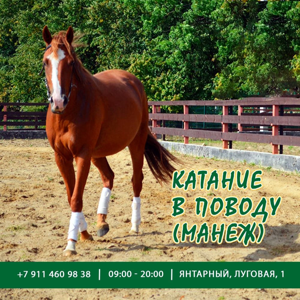 Конный комплекс “Беккер”, экскурсии, занятия с инструктором, катание, фотосессии