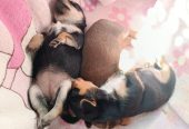 Русский той терьер. Два мальчика и одна девочка.
