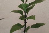 Продам самый жгучий перец, двух видов, Корона Епископа и Халапеньо