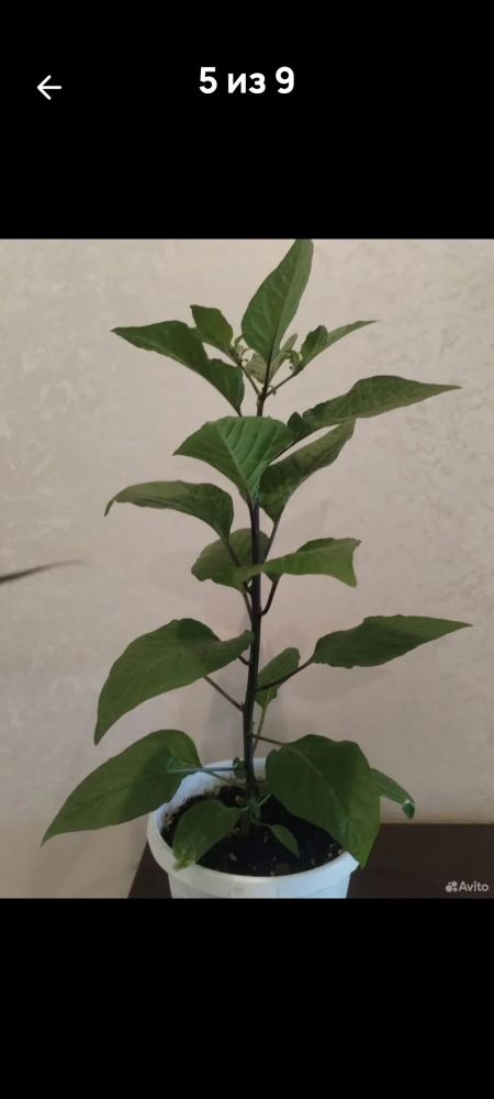Продам самый жгучий перец, двух видов, Корона Епископа и Халапеньо
