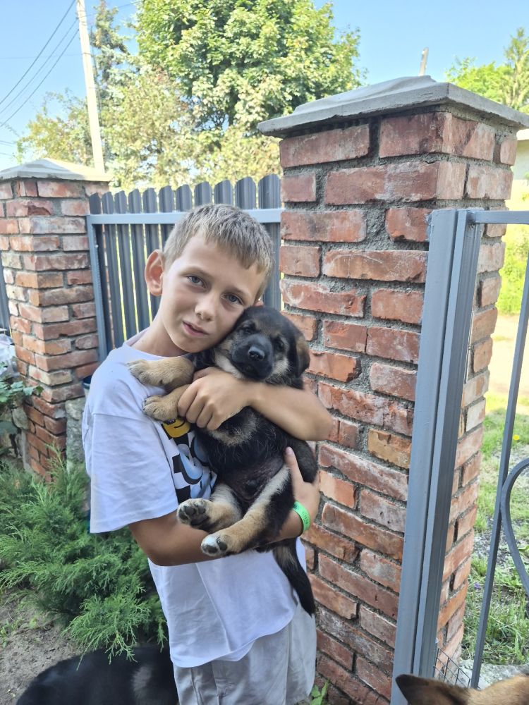 Отдадим щенков мальчиков