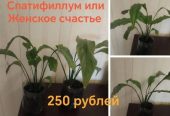 Продам комнатные растения, хорошо укорененные