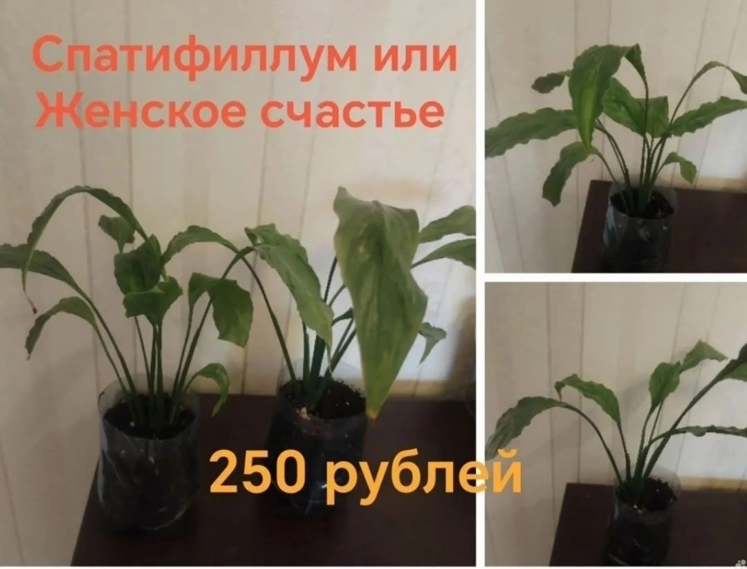 Продам комнатные растения, хорошо укорененные