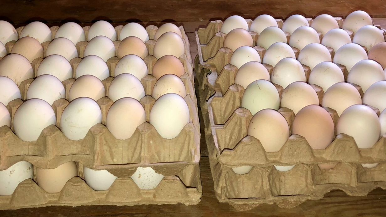Продам домашнее, крупное куриное яйцо